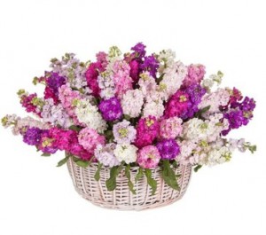 Mattiola in a basket — KievFlower - flowers to Kiev & Ukraine 