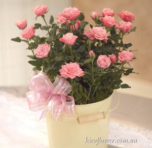 Bush rose "Provence" - Bouquets of flowers order with delivery in KievFlower. Reference: 1137
