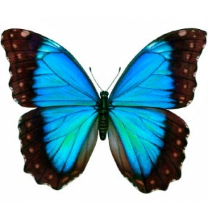 Morpho Butterfly - Morpho Peleides - Live butterflies to order with delivery in KievFlower. Reference: 76222