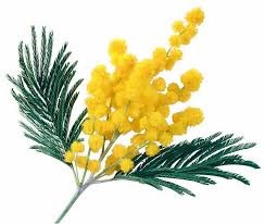 Mimosa (small bunch) — KievFlower - flowers to Kiev & Ukraine 