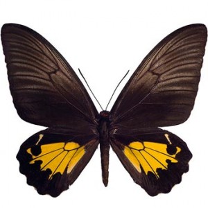 Золота Птіцекрилка - Troides Rhadamantus — Живі метелики купити з доставкою в KievFlower.  Артикул: 85664