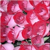 Роза Latin Lady — Голландские розы заказать с доставкой в KievFlower.  Артикул: 1312
