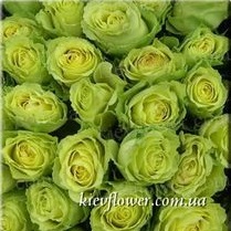 Роза Limbo — Голландские розы заказать с доставкой в KievFlower.  Артикул: 1309