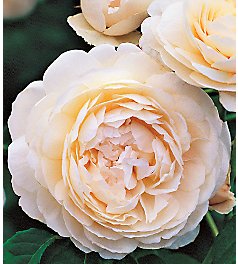 David Austin Roses - order bouquets of flowers with delivery on KievFlower.