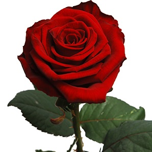 Роза красная Украина 60-70см — Цветы поштучно заказать с доставкой в KievFlower.  Артикул: 7002