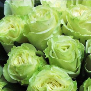 Роза Mondial — Голландские розы заказать с доставкой в KievFlower.  Артикул: 1305
