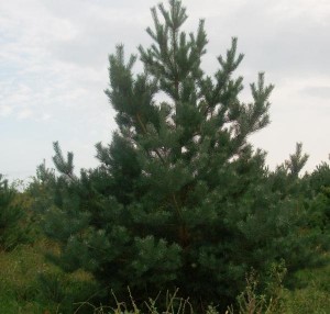 Selective Pine 200-250 cm - order Christmas trees with delivery on KievFlower.