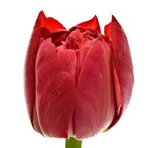 Тюльпан пионовидный — Kievflower - Доставка цветов