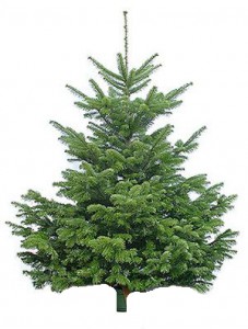 Nordmann Fir (Danish Christmas Tree) 250 cm — Buy with Delivery
