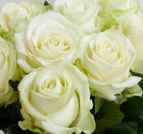 Белые розы в подарочной коробке