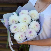 Bouquet of white dahlia
