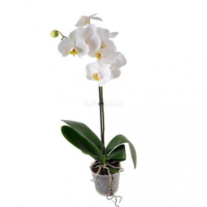 Орхідея Фаленопсіс 1 гілка — Kievflower - Доставка квiтiв