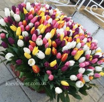 Basket of 501 tulips