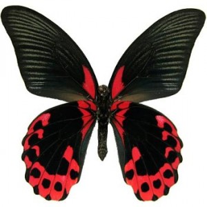Бабочка Красный Мормон - Papilio Rumanzovia — Живые бабочки заказать с доставкой в KievFlower.  Артикул: 56564