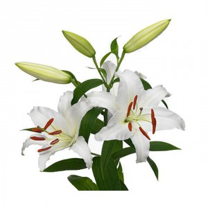 Лилия — Цветы поштучно заказать с доставкой в KievFlower.  Артикул: 7009
