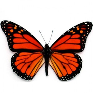 Бабочка Монарх - Danaus Plexippus — Живые бабочки заказать с доставкой в KievFlower.  Артикул: 