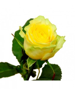 Роза желтая Украина 60-70 см. — Цветы поштучно заказать с доставкой в KievFlower.  Артикул: 70021