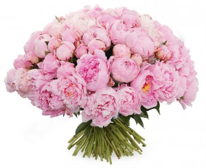 Розовые пионы 101 — Kievflower - Доставка цветов