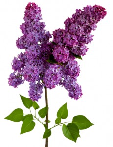Lilac — KievFlower - flowers to Kiev & Ukraine 