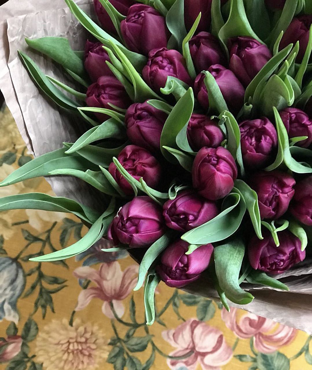 Темно Фиолетовые Тюльпаны