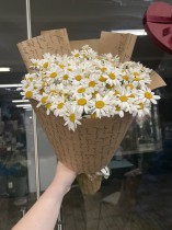 Ромашка польова
