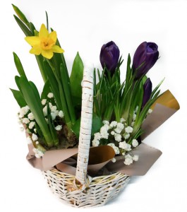 Crocuses and daffodils in a basket — KievFlower - flowers to Kiev & Ukraine 