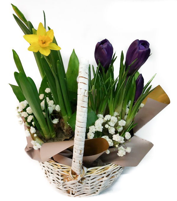 Крокусы в корзинке гортензия цветы купить екатеринбург