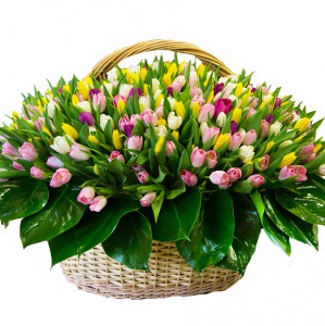 Кошик з 251 тюльпанів  — Kievflower - Доставка квiтiв