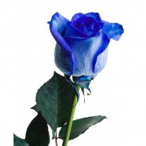Букет из 25 синих роз