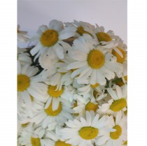 Wildflowers- camomile