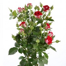 Роза кустовая -купить поштучно