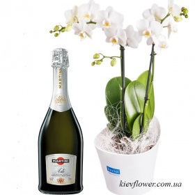 Орхидея Фаленопсис + Asti Martini — Kievflower - Доставка цветов