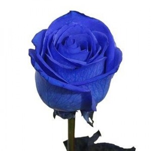 Роза синяя 80 см. — Цветы поштучно заказать с доставкой в KievFlower.  Артикул: 