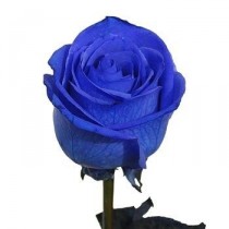 Роза синяя 80 см.