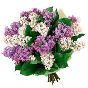 Bouquet of lilac "Lilac fog" — KievFlower - flowers to Kiev & Ukraine 