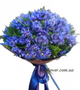 Cornflowers bouquet — KievFlower - flowers to Kiev & Ukraine 