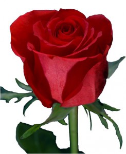 Роза Голландія 100 см АКЦІЯ !!! — Kievflower - Доставка квiтiв