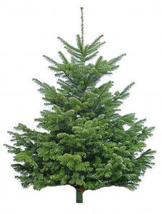 Nordmann Fir (Spruce Danish) 200-230sm - Christmas trees to order with delivery in KievFlower. Reference: 03542