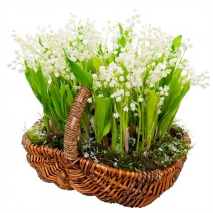 Корзинка ландышей — Букеты цветов заказать с доставкой в KievFlower.  Артикул: 0669