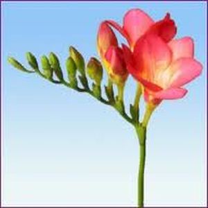 Freesia - Flowers by the piece to order with delivery on KievFlower. Reference: 7023