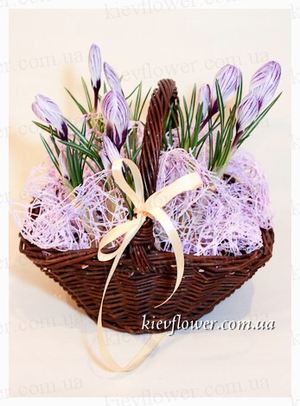 Bouquet of crocuses - MARCH 8 - Corporate gifts order delivery in KievFlower. Reference: 1818