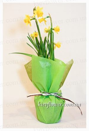 Daffodil in a pot - MARCH 8 - Corporate gifts order with delivery on KievFlower. Reference: 1821