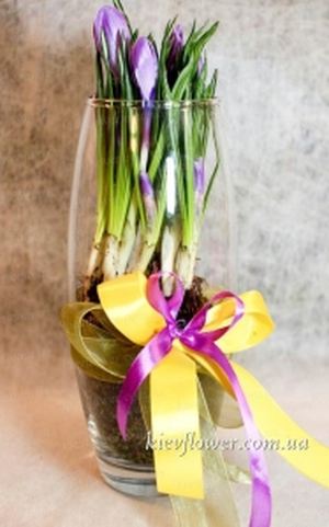 Крокусы в вазе — Букеты цветов заказать с доставкой в KievFlower.  Артикул: 1797