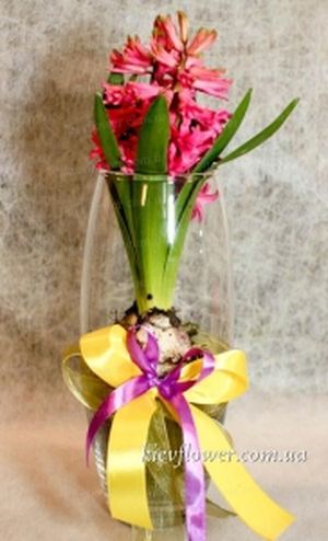 Hyacinth in vase - MARCH 8 - Corporate gifts order delivery in KievFlower. Reference: 1796