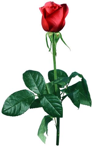 Rosette for the loved one - Order bouquets of flowers with delivery in KievFlower. Reference: 0611