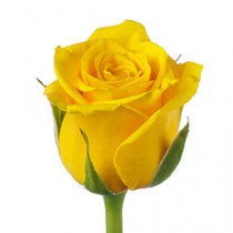 Букет 51 Желтая Роза