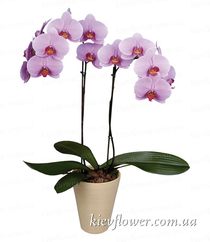 Орхидея  Фаленопсис розовая