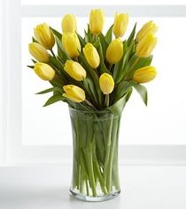 Special Offer! Yellow tulips 25 / 19pcs