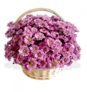 Chrysanthemum Basket — KievFlower - flowers to Kiev & Ukraine 