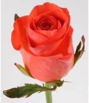 Букет 51 Оранжевая Роза